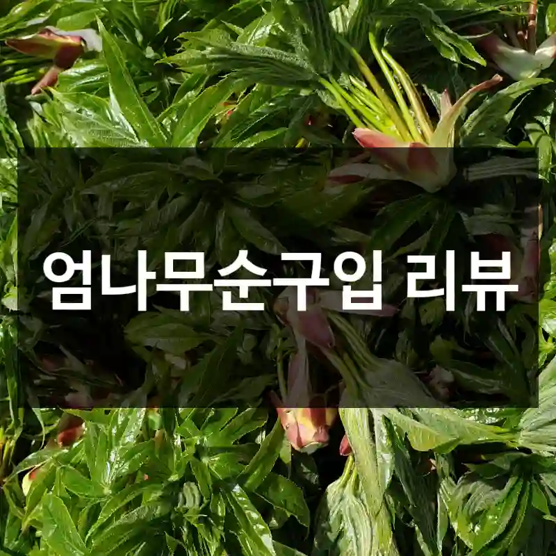 엄나무순구입 리뷰