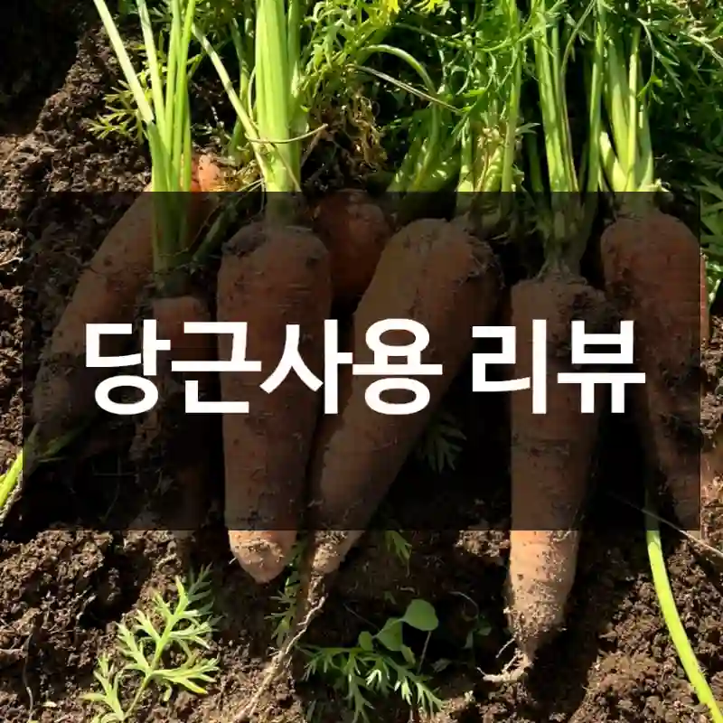 당근사용 리뷰