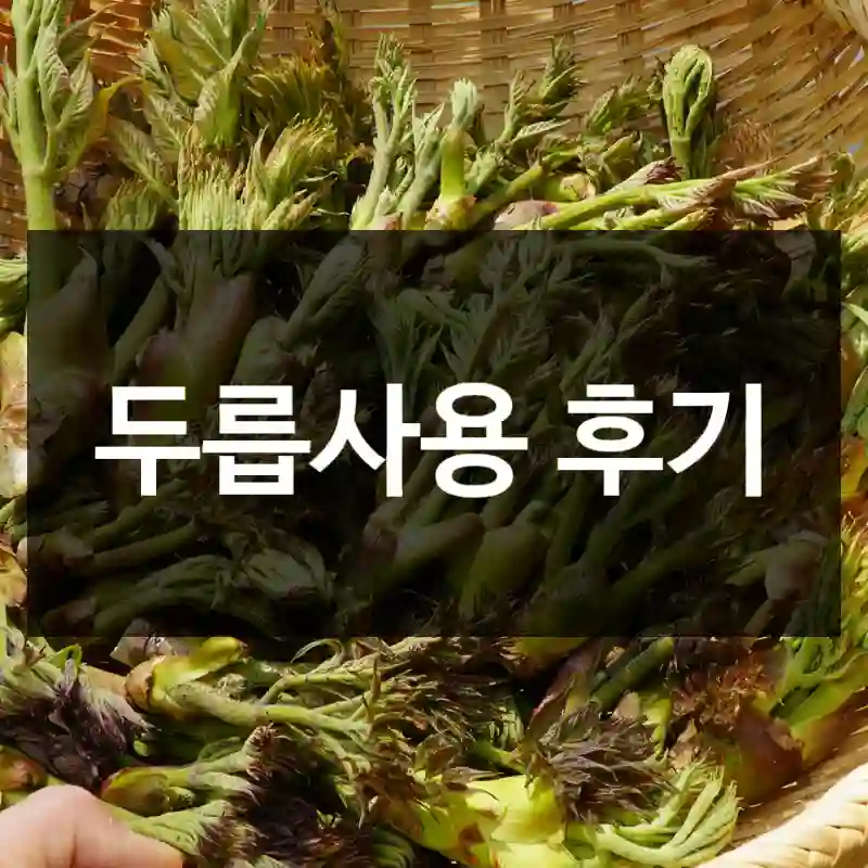 두릅사용 후기