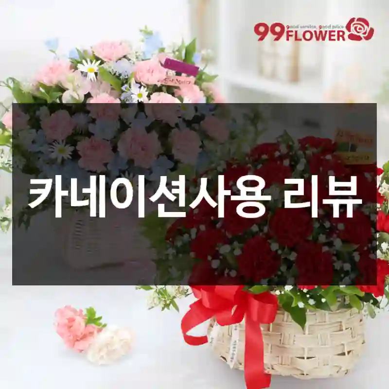 카네이션사용 리뷰
