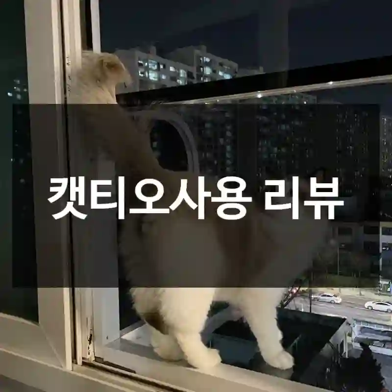캣티오사용 리뷰