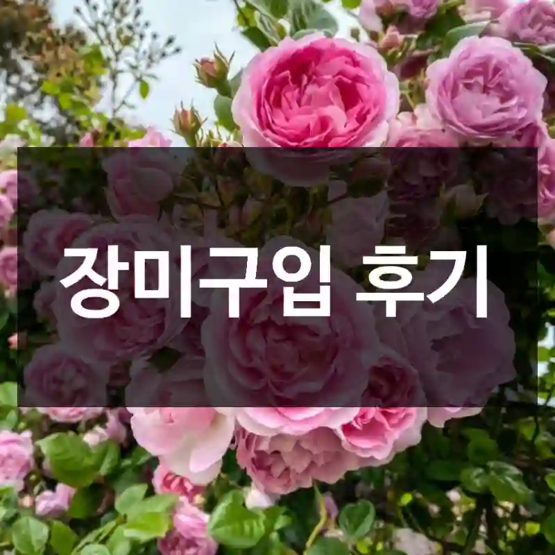 장미구입 후기