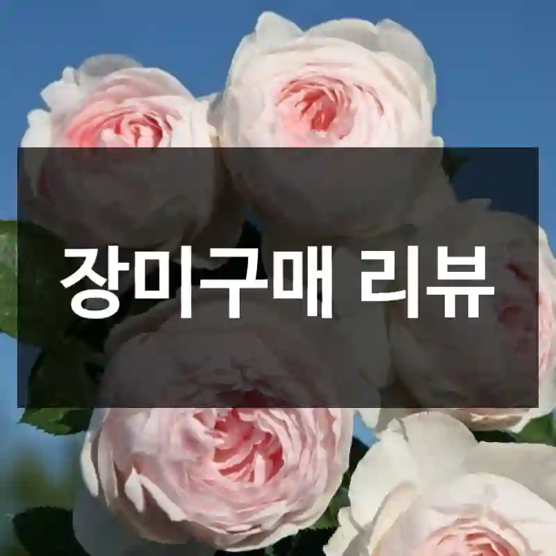 장미구매 리뷰