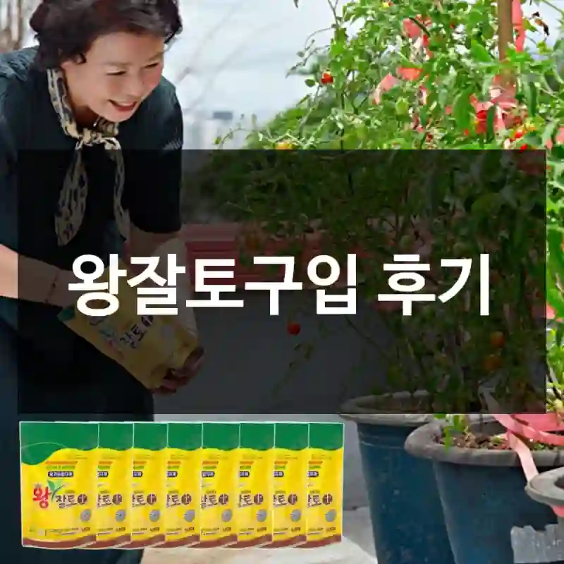 왕잘토구입 후기