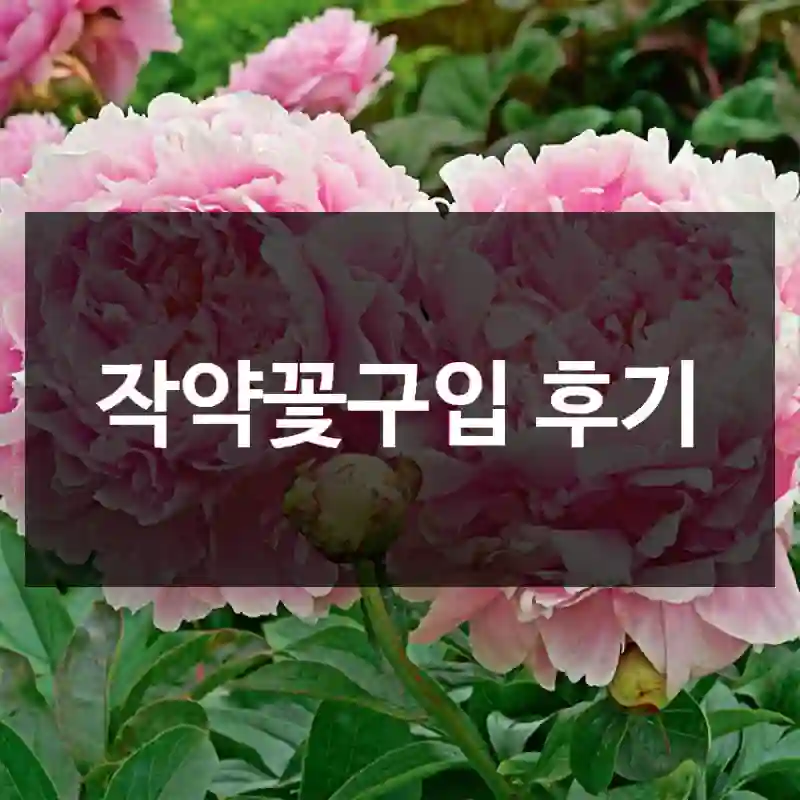 작약꽃구입 후기