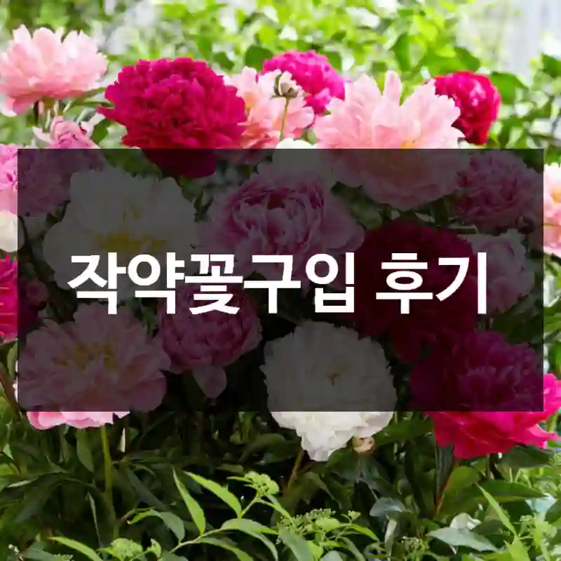 작약꽃구입 후기