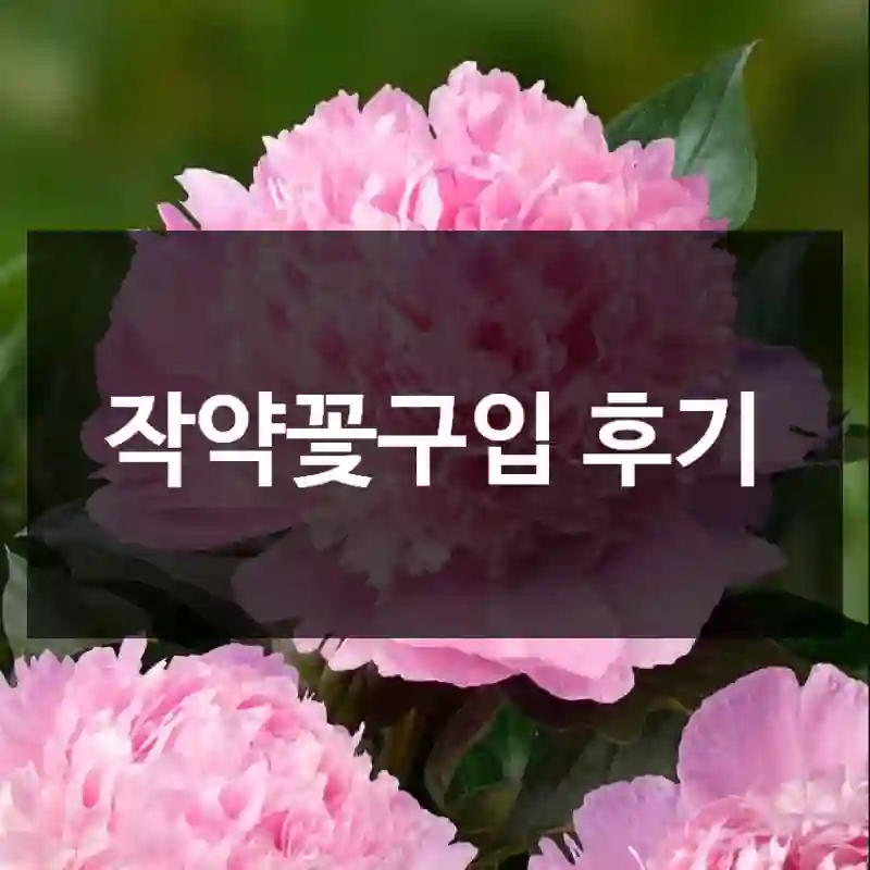 작약꽃구입 후기