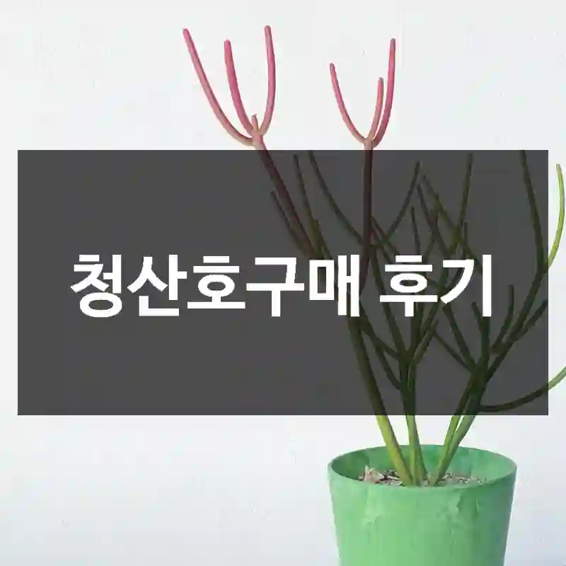 청산호구매 후기