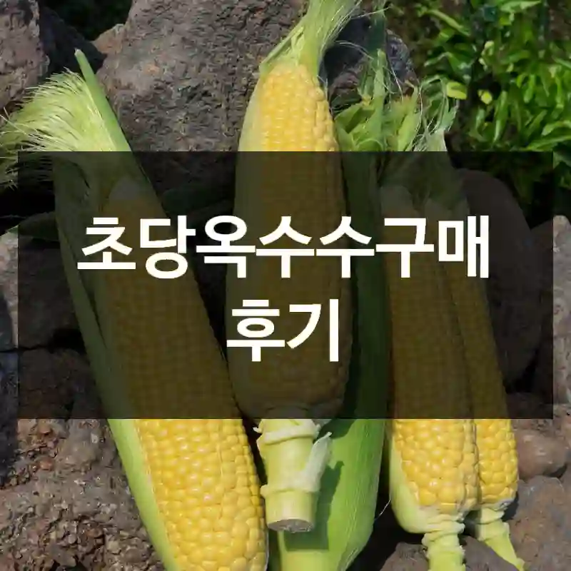 초당옥수수구매 후기