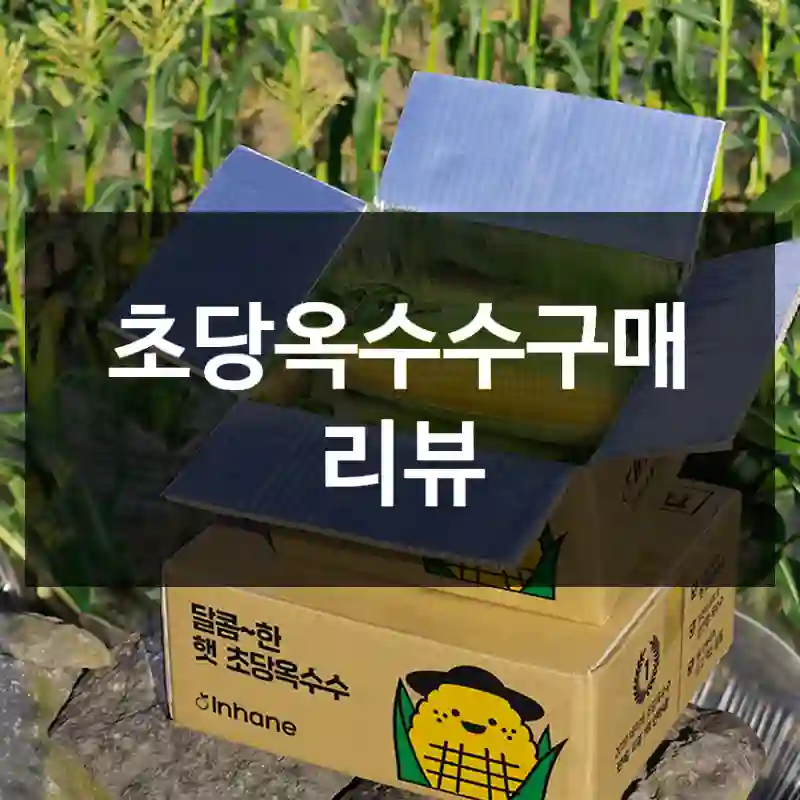 초당옥수수구매 리뷰