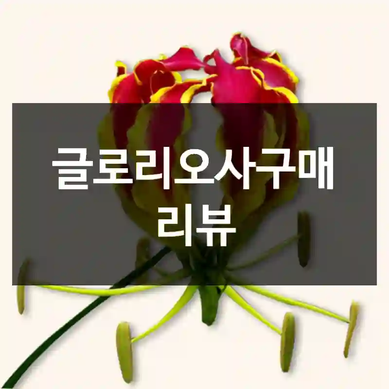 글로리오사구매 리뷰