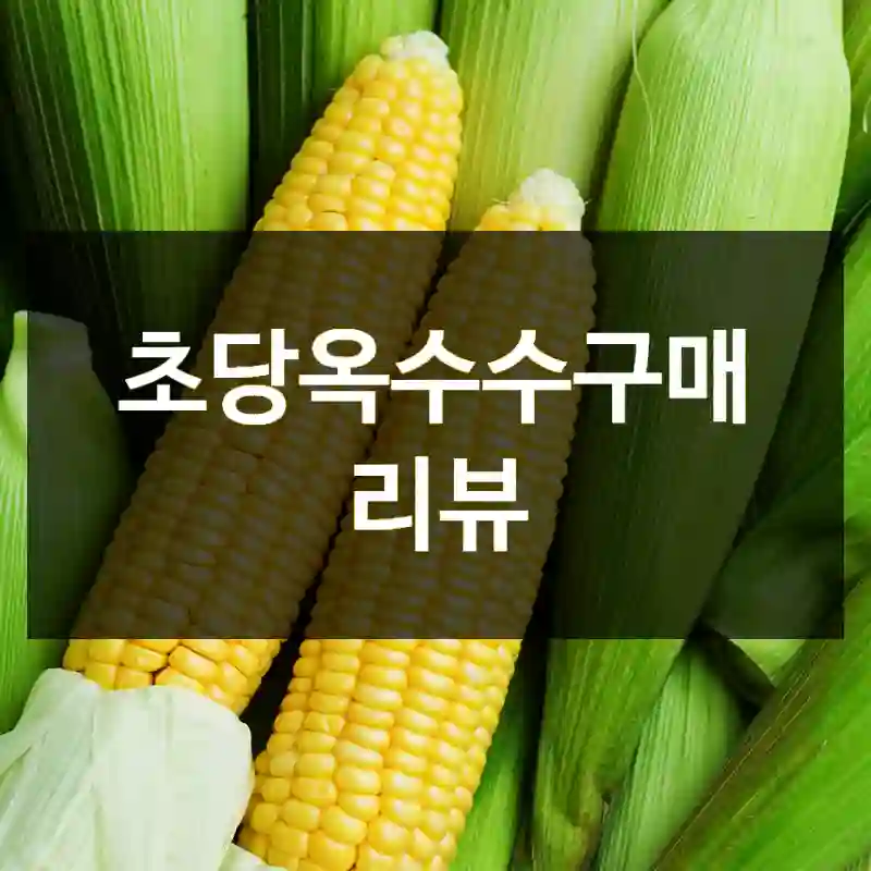 초당옥수수구매 리뷰