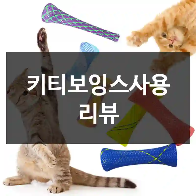 키티보잉스사용 리뷰