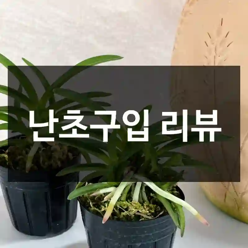 난초구입 리뷰