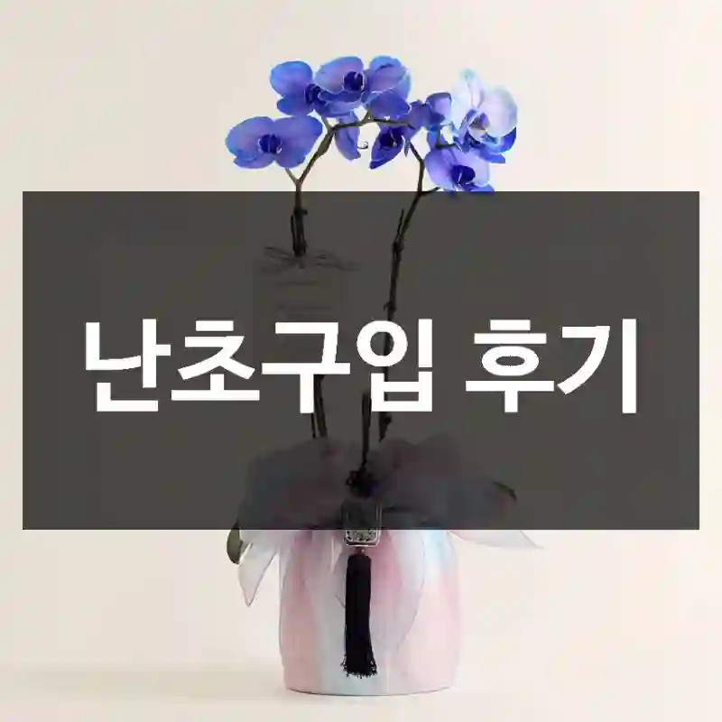 난초구입 후기