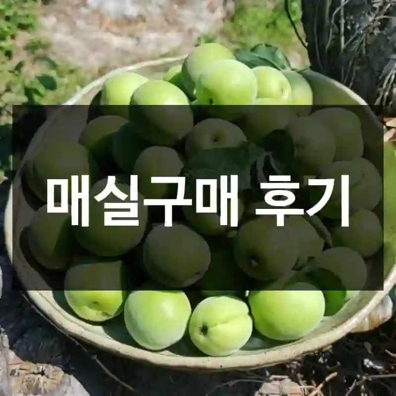 매실구매 후기
