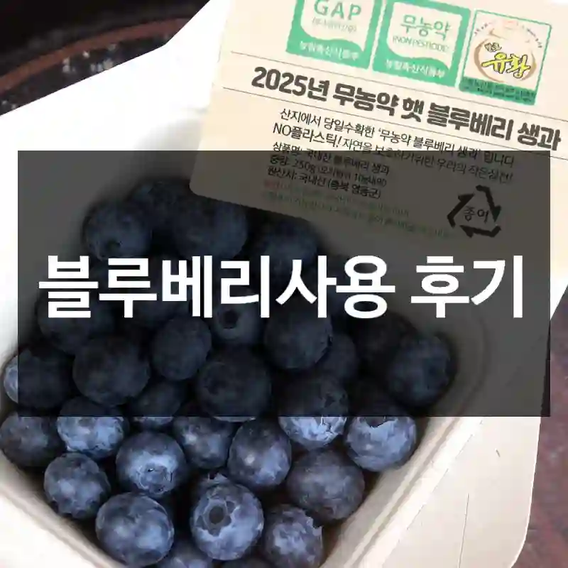 블루베리사용 후기
