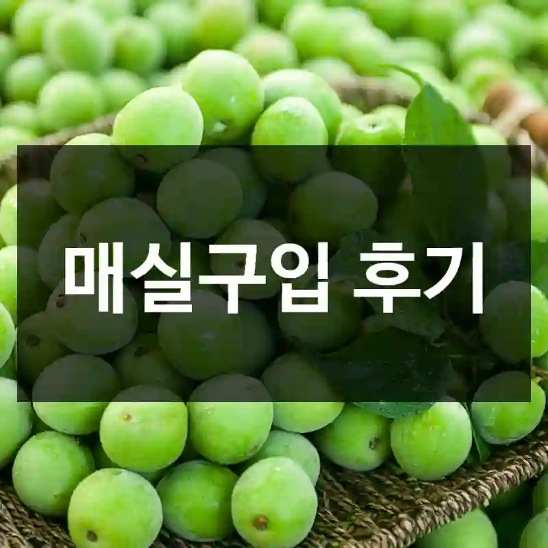 매실구입 후기