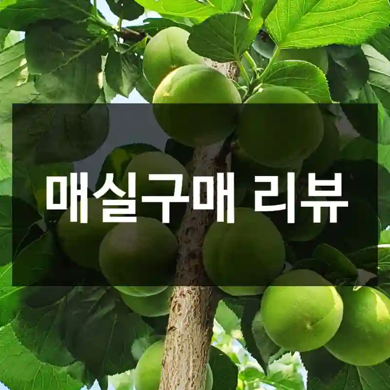 매실구매 리뷰
