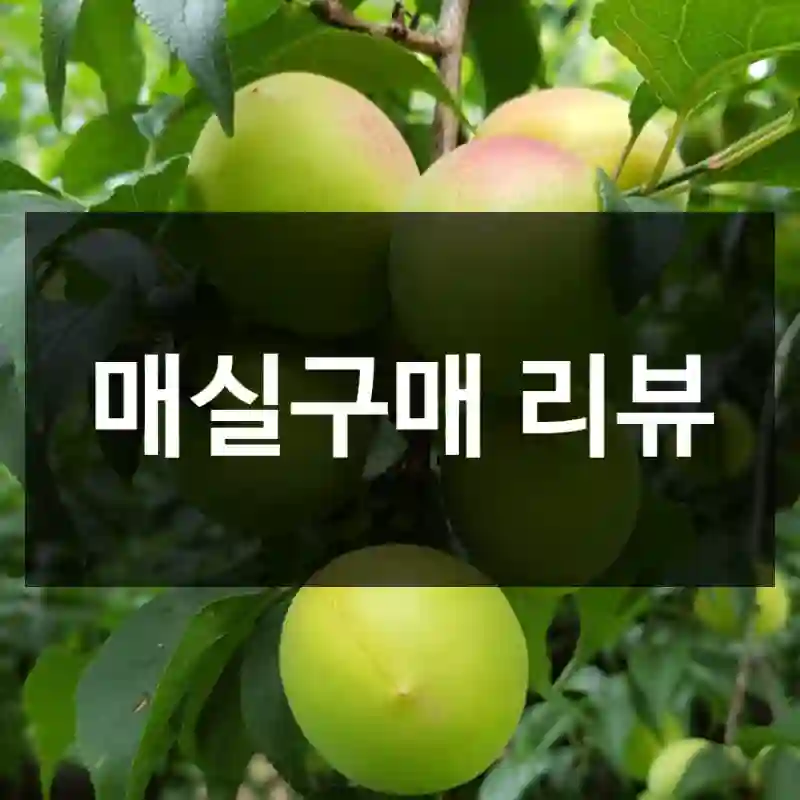 매실구매 리뷰