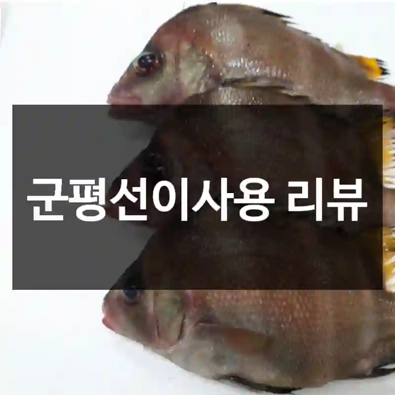 군평선이사용 리뷰