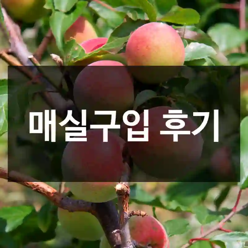 매실구입 후기